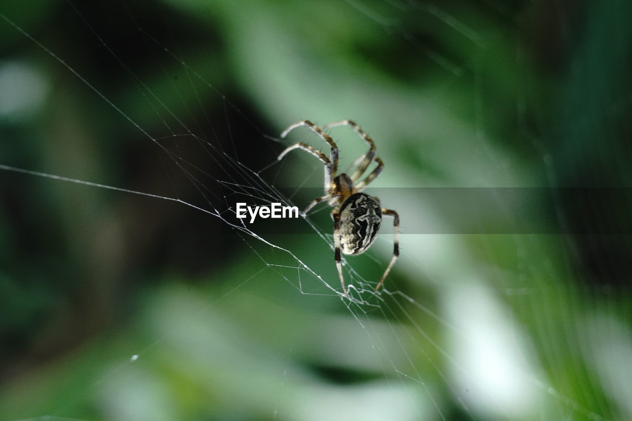 Close-up of spider on web