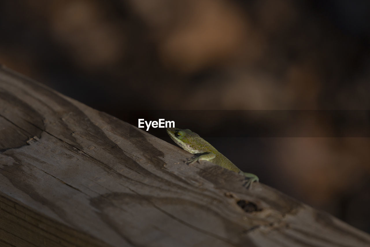 animal themes, animal, animal wildlife, close-up, macro photography, one animal, wildlife, wood, reptile, lizard, leaf, green, no people, gecko, insect, nature, focus on foreground, outdoors, selective focus, anole, day, animal body part, branch, tree