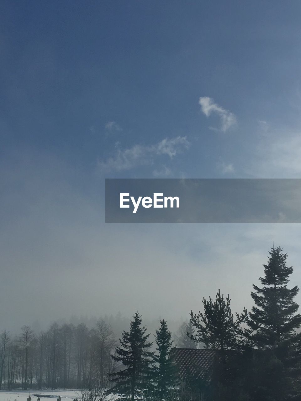 LOW ANGLE VIEW OF TREE AGAINST SKY