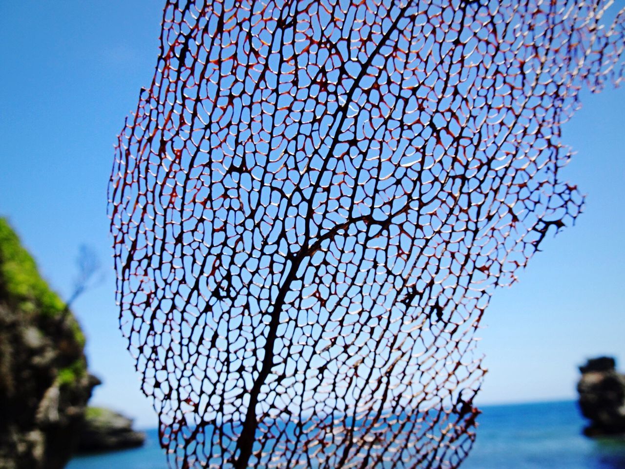 Close-up of leaf skeleton against sky