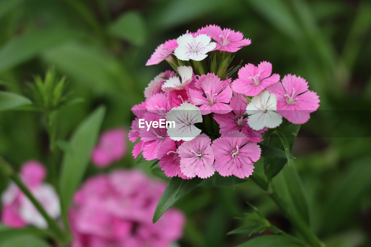 CLOSE-UP OF PURPLE FLOWERING PLANTS