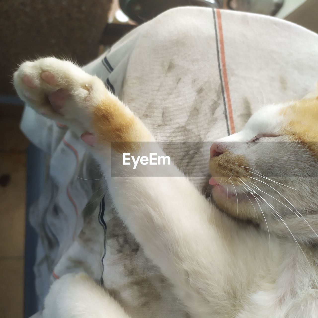 CLOSE-UP OF CAT LYING ON FLOOR