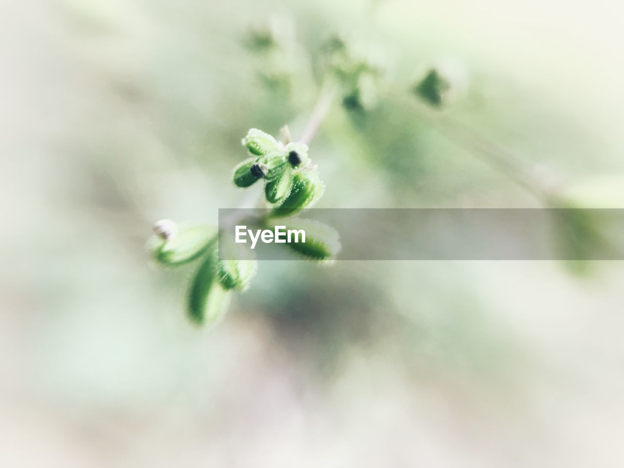 CLOSE-UP OF PLANTS