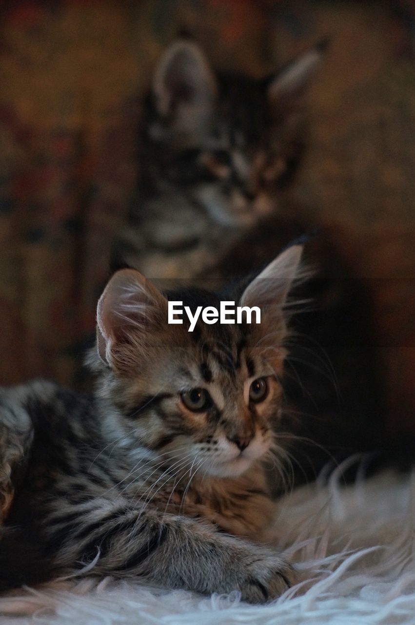 Close-up portrait of two cats