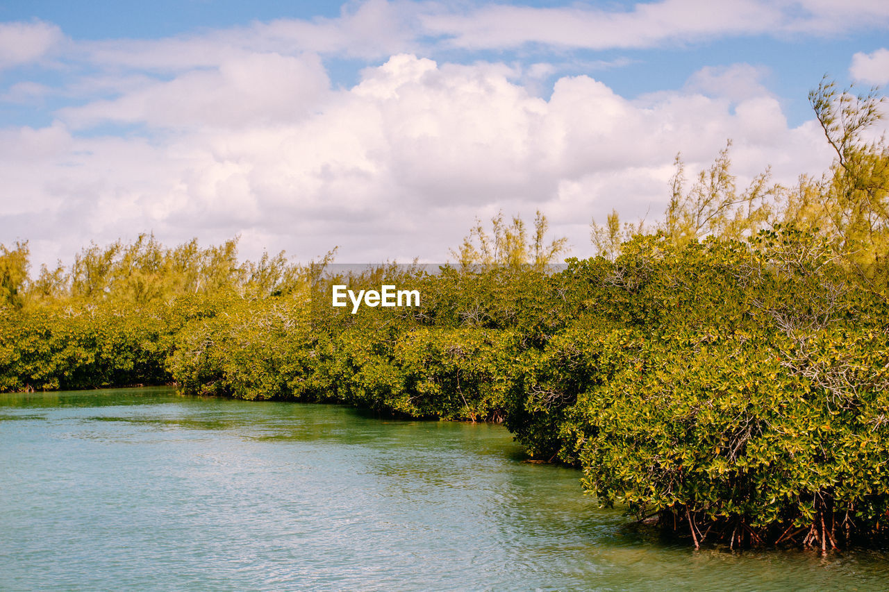 Plants by river against sky