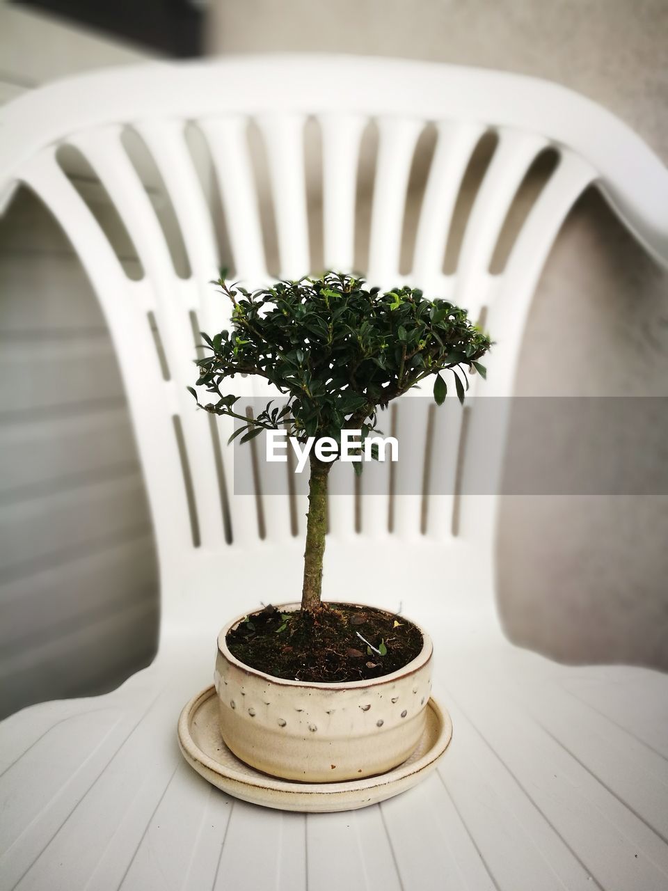 Close-up of potted plant on table