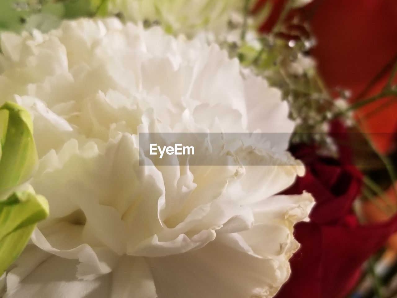 CLOSE-UP VIEW OF WHITE FLOWER