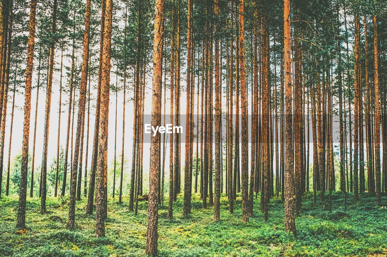 Trees growing in forest