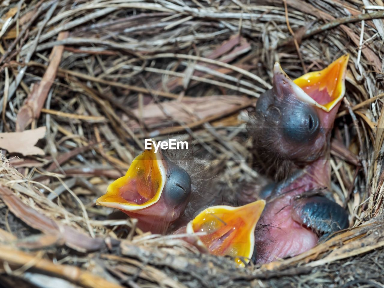 Close-up of baby birds in nest