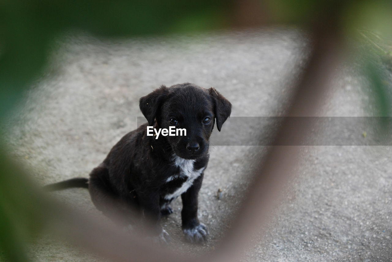 HIGH ANGLE PORTRAIT OF PUPPY ON BLACK BACKGROUND