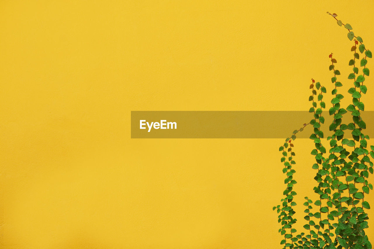 Close-up of yellow flowering plant against clear sky