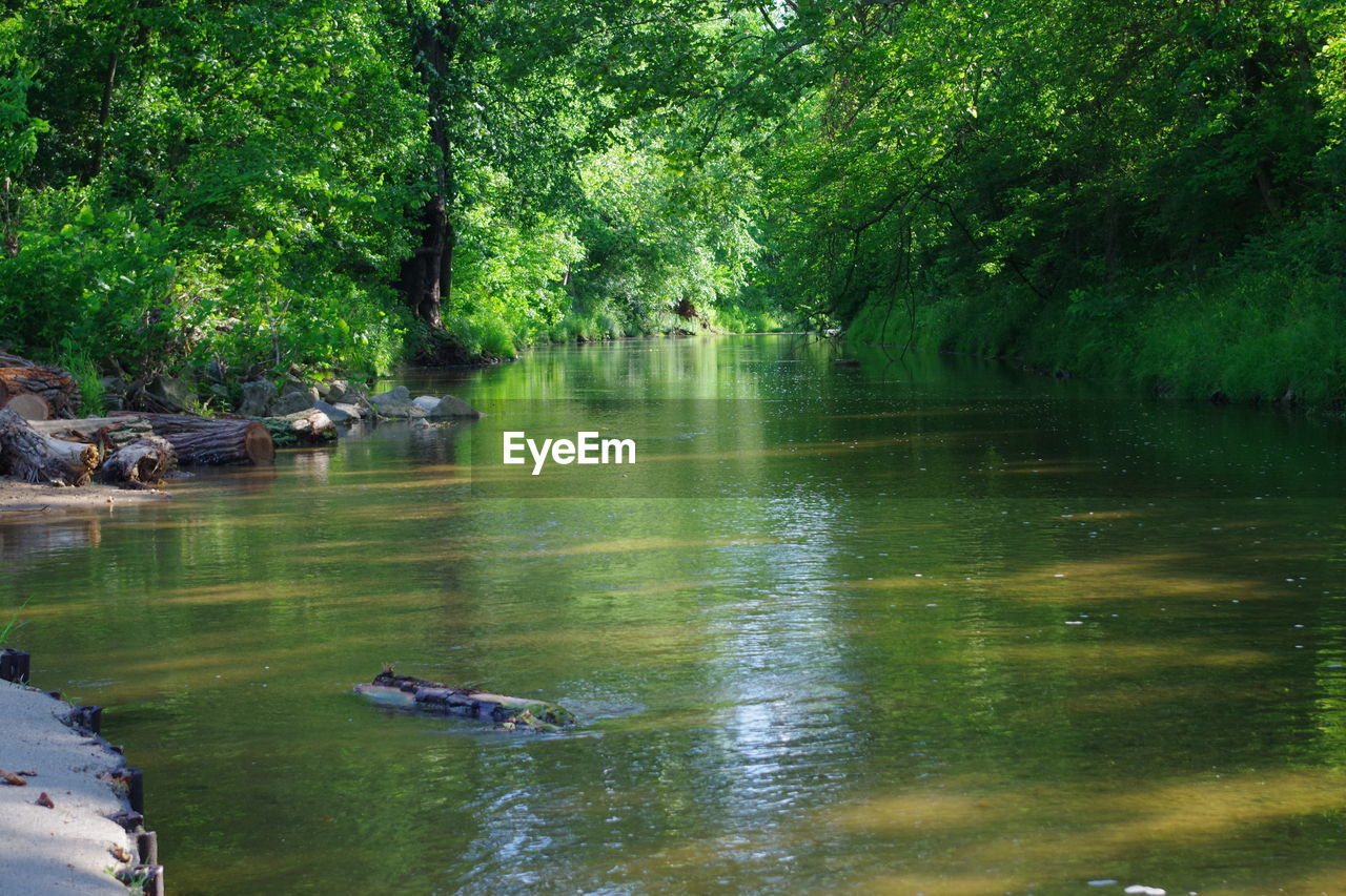 River at forest