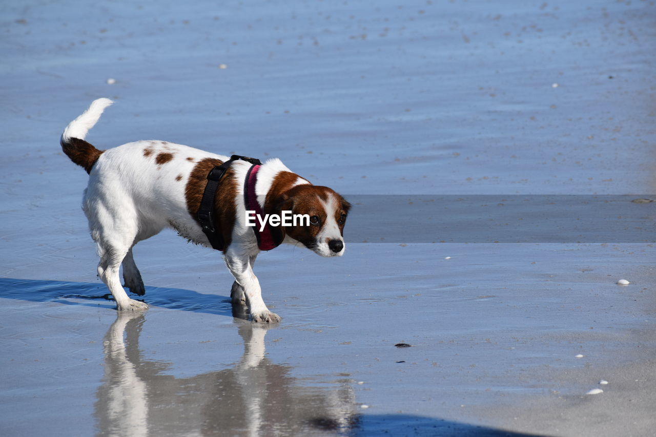 DOG STANDING IN THE SEA