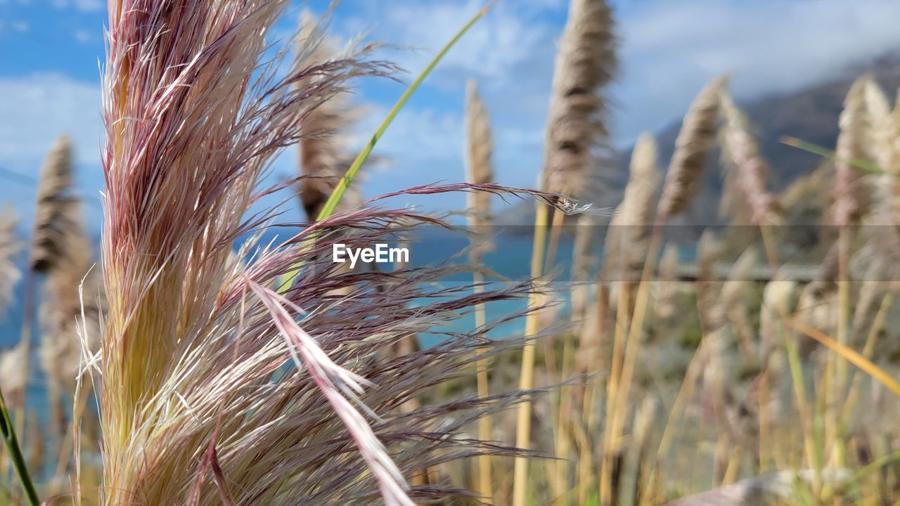 CLOSE-UP OF STALKS ON FIELD AGAINST SKY