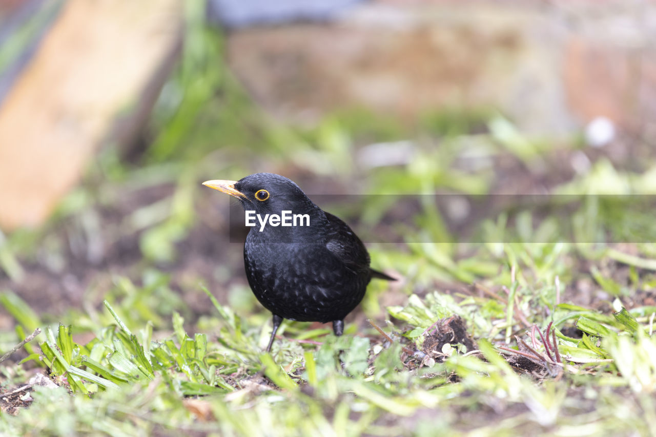 CLOSE-UP OF A BIRD PERCHING ON A FIELD