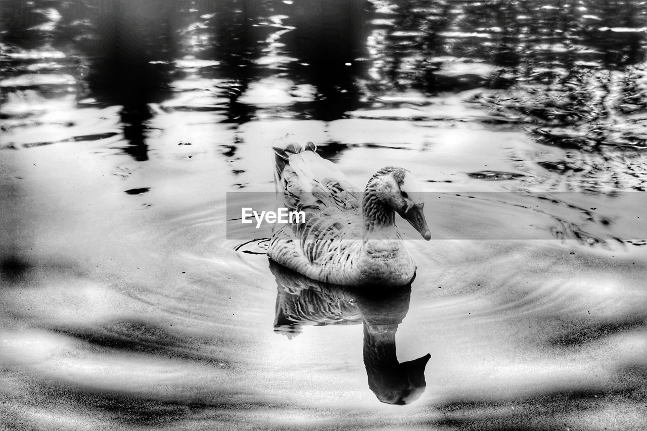 CLOSE-UP OF SWIMMING IN WATER