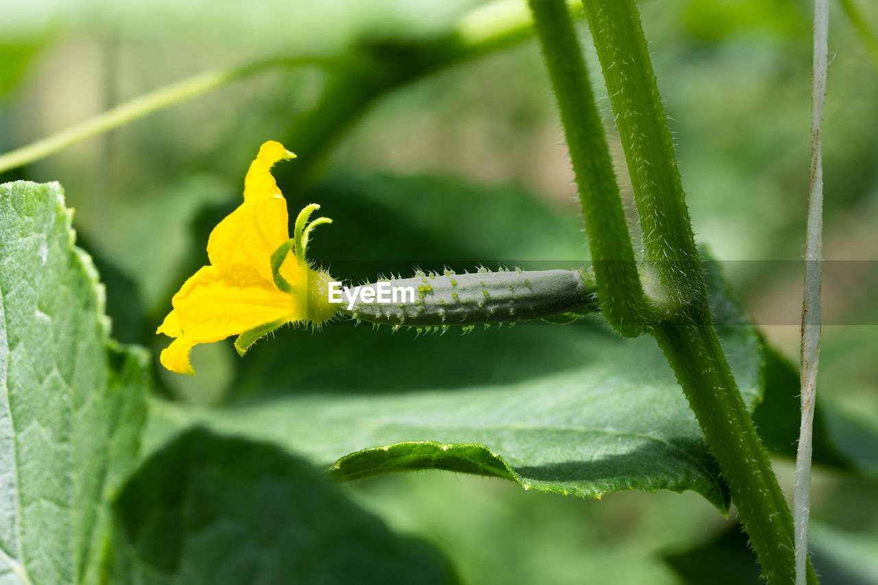 Yellow flower on a small cucumber in a vegetable garden in a greenhouse