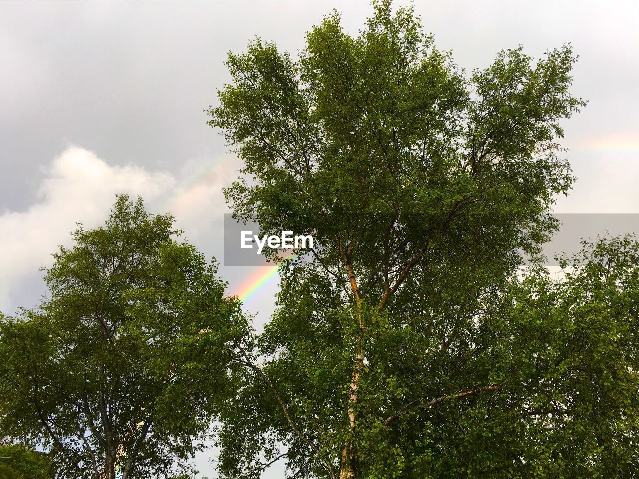 LOW ANGLE VIEW OF TREES AGAINST SKY