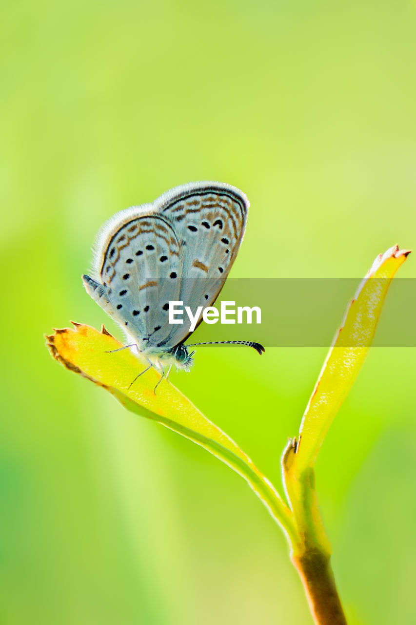 Close-up of butterfly pollinating flower