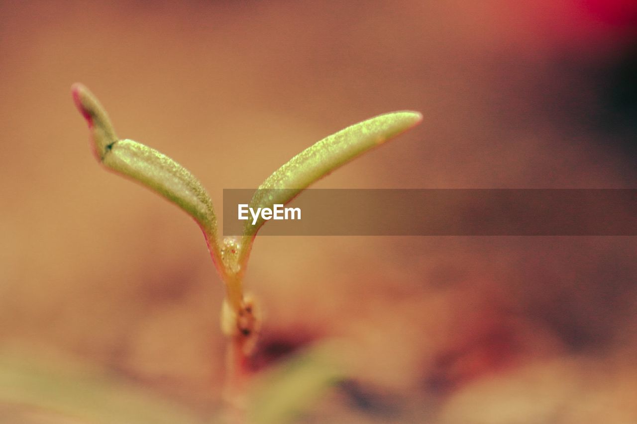 Close-up of plant growing outdoors