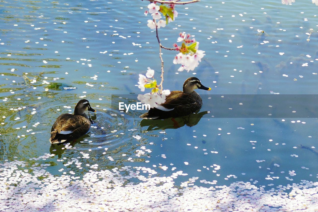 HIGH ANGLE VIEW OF DUCK SWIMMING IN LAKE