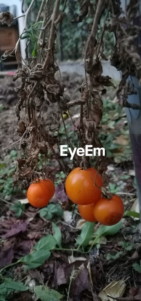 Close-up of tomatoes growing on tree