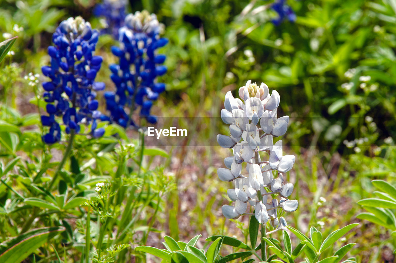 Close-up of purple flowering plants on field