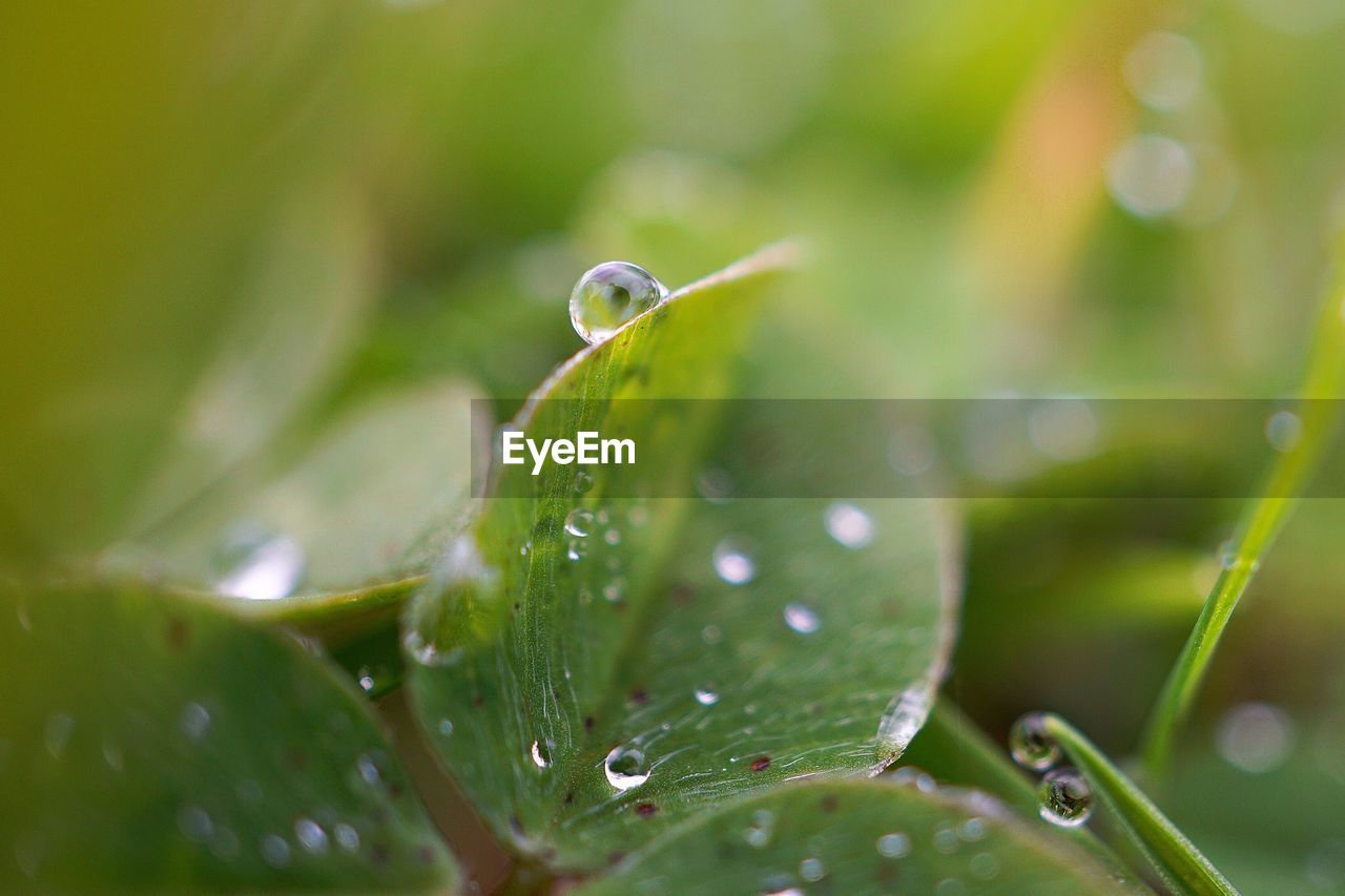 Close-up of water drops on green leaves