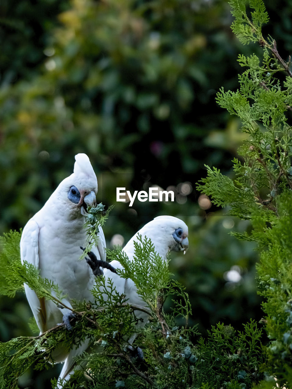 Close-up of bird