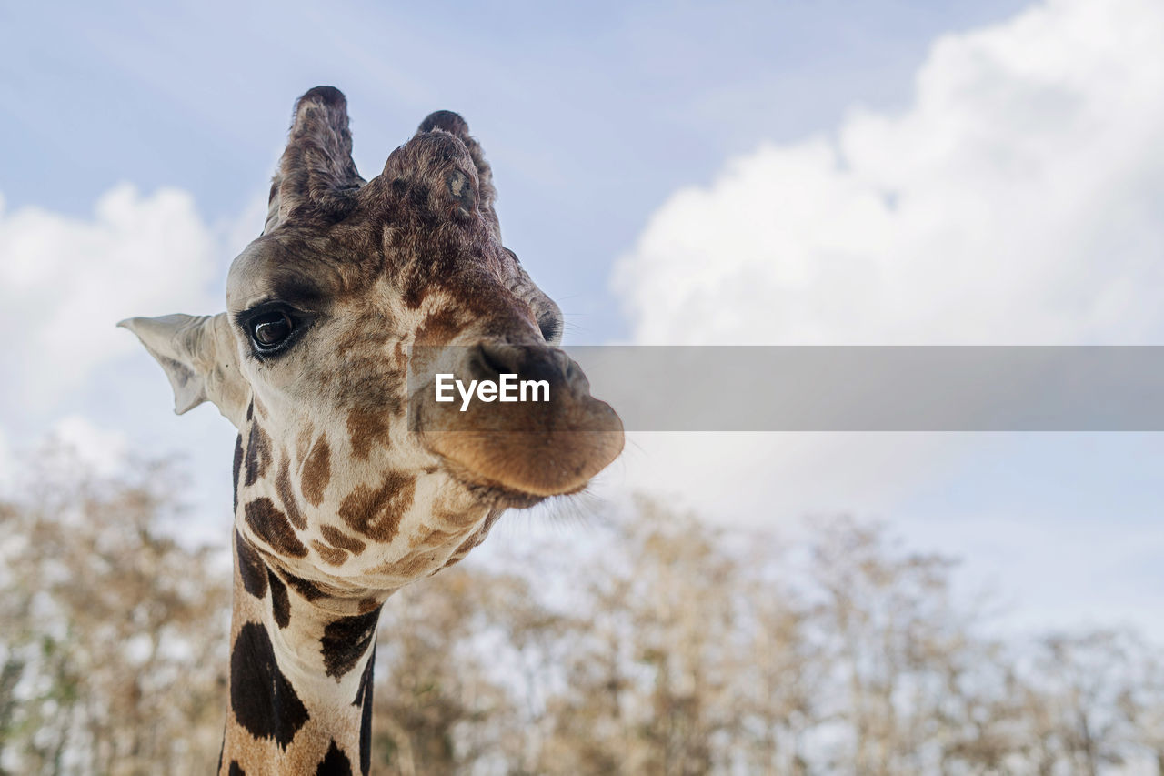 Close-up of a giraffe against sky