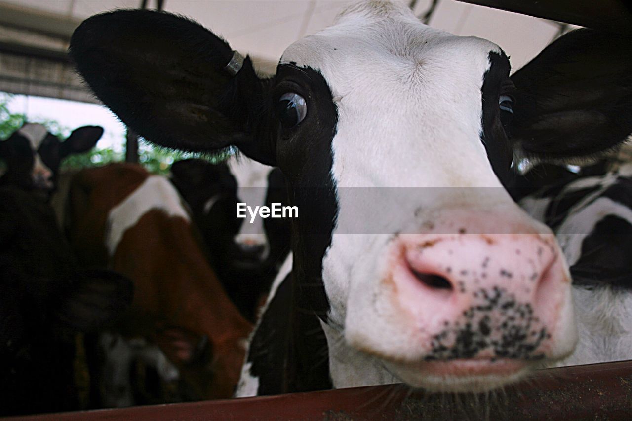 Close-up portrait of cow in barn