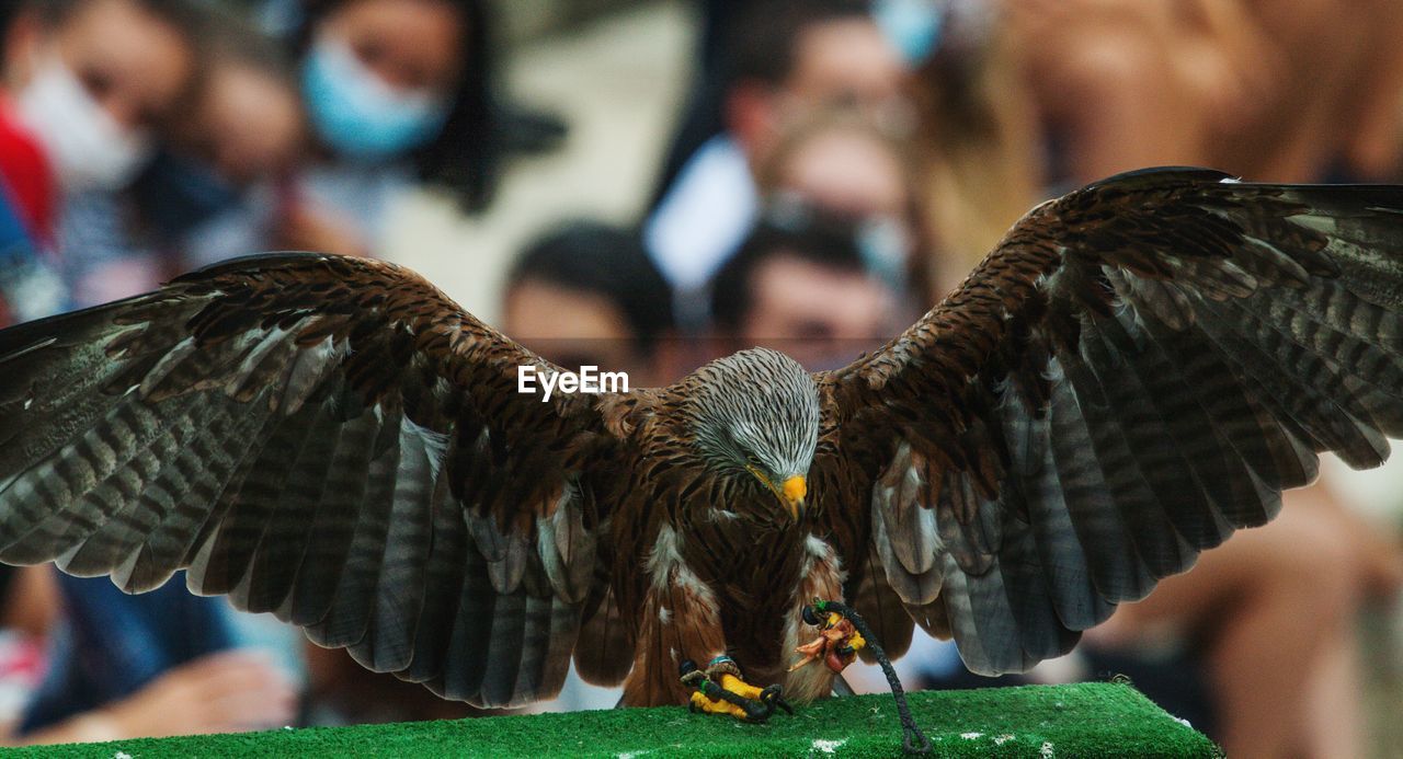 Close-up of birds flying