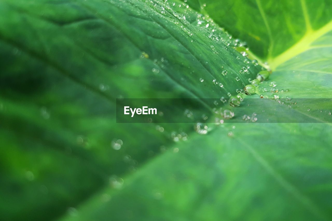 FULL FRAME SHOT OF WET LEAVES