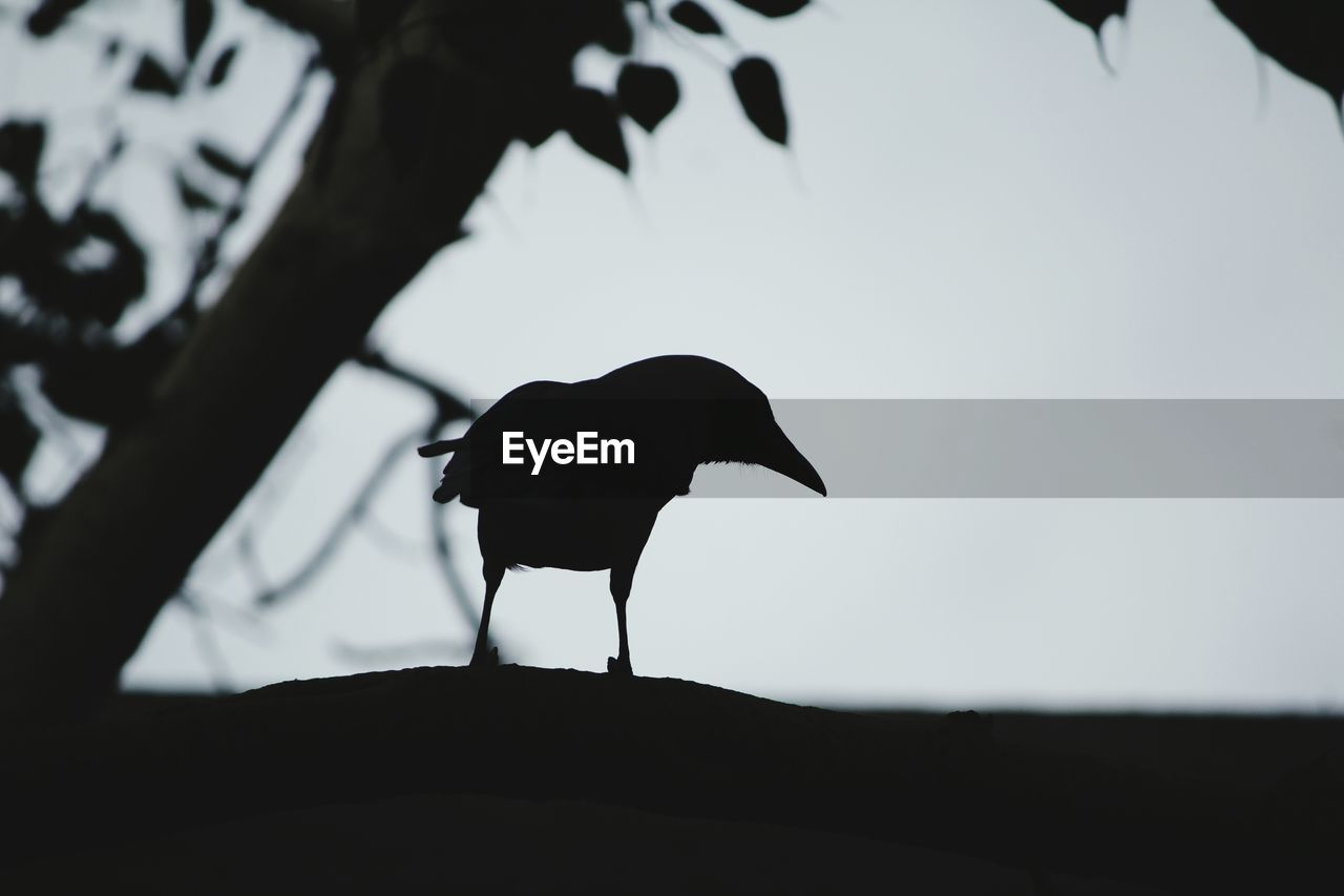 SILHOUETTE BIRD PERCHING ON A ROOF