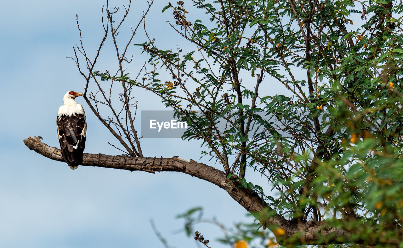 Low angle view of eagle perching on tree