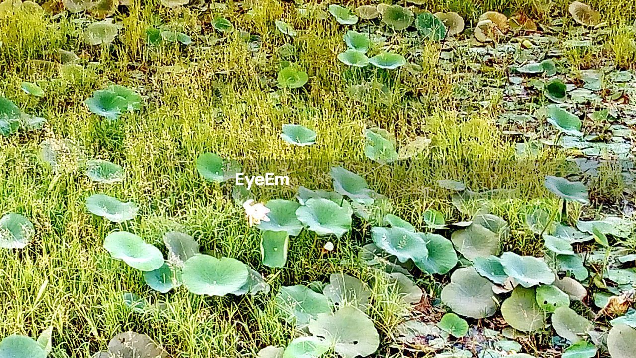 FULL FRAME SHOT OF WATER LILY FLOATING ON PLANT