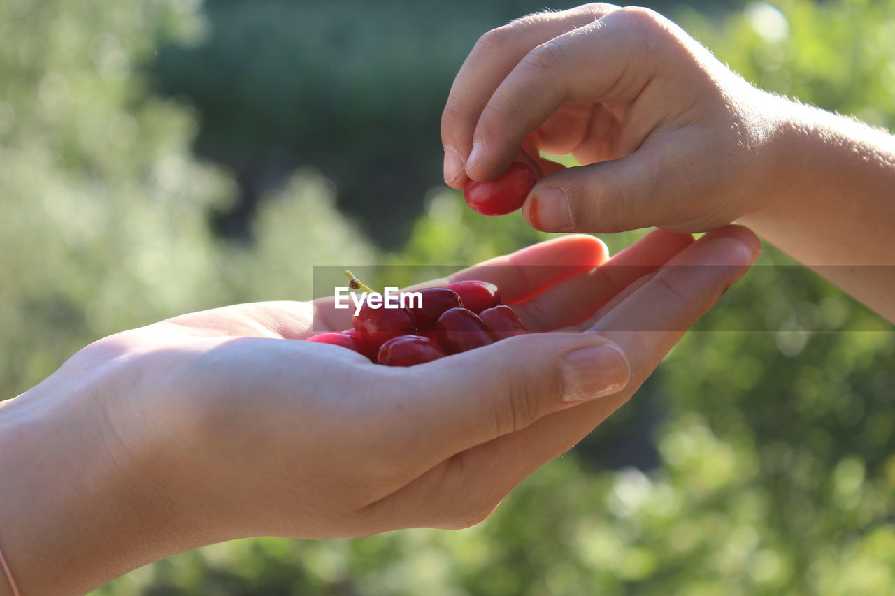 CLOSE-UP OF HAND HOLDING STRAWBERRY