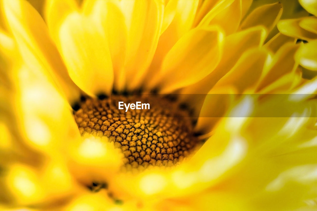 CLOSE-UP OF YELLOW FLOWER POLLEN ON SUNFLOWER