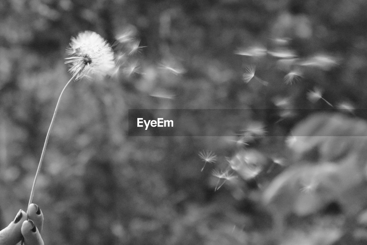 CLOSE-UP OF DANDELION FLOWERS