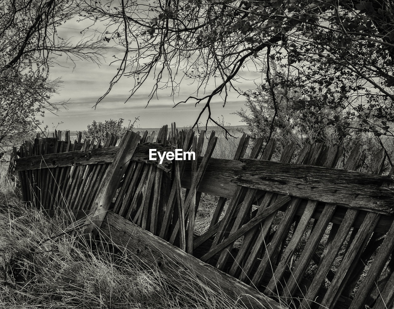 Bare trees against sky