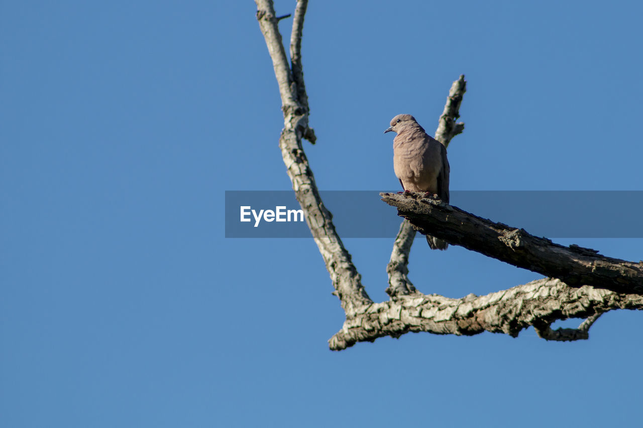 LOW ANGLE VIEW OF BIRD PERCHING ON A TREE