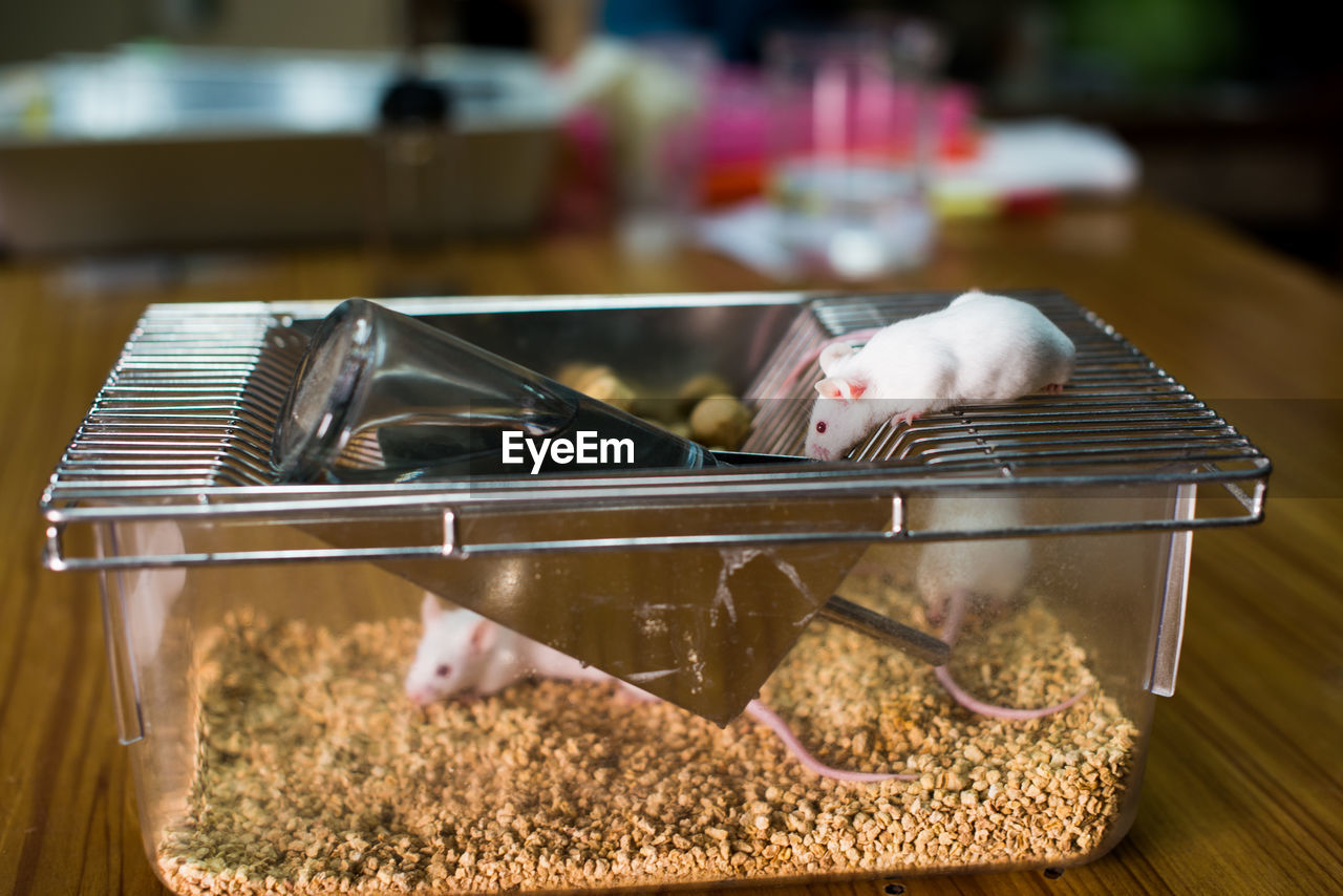 Close-up of mice feeding on food in container