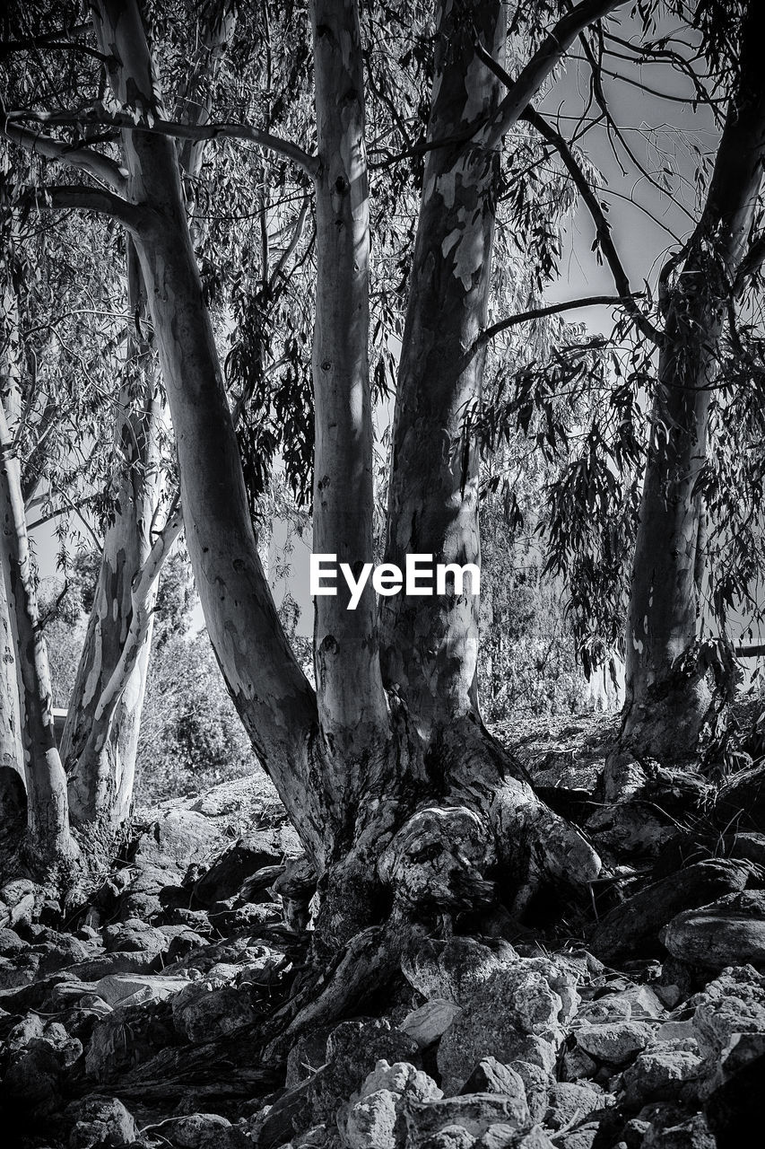 Low angle view of trees in forest