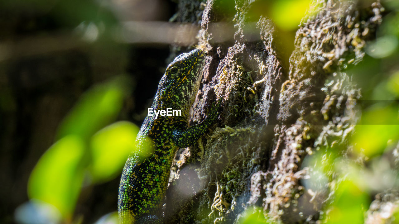 Close-up of lizard on tree