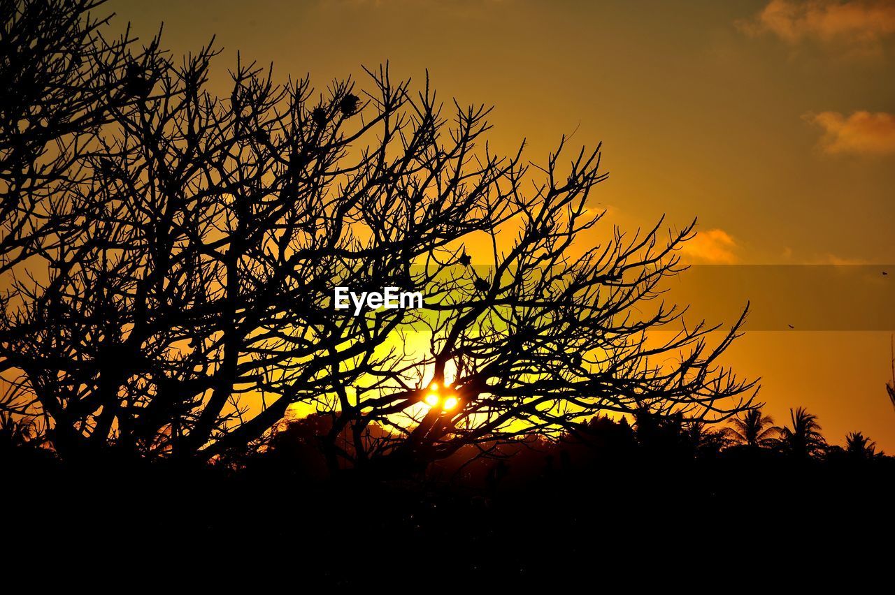 SILHOUETTE BARE TREE AGAINST ORANGE SKY