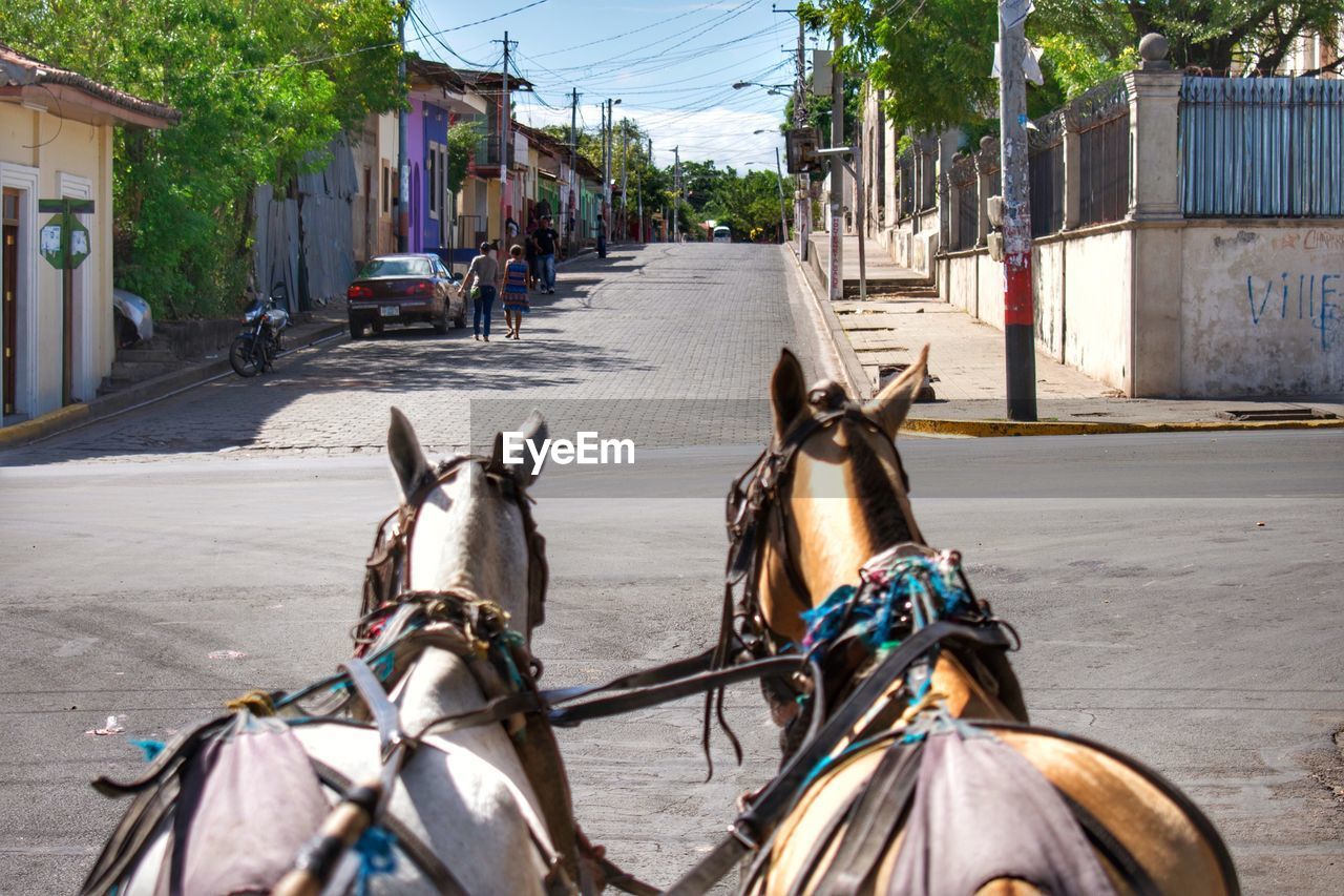 Horse cart on street