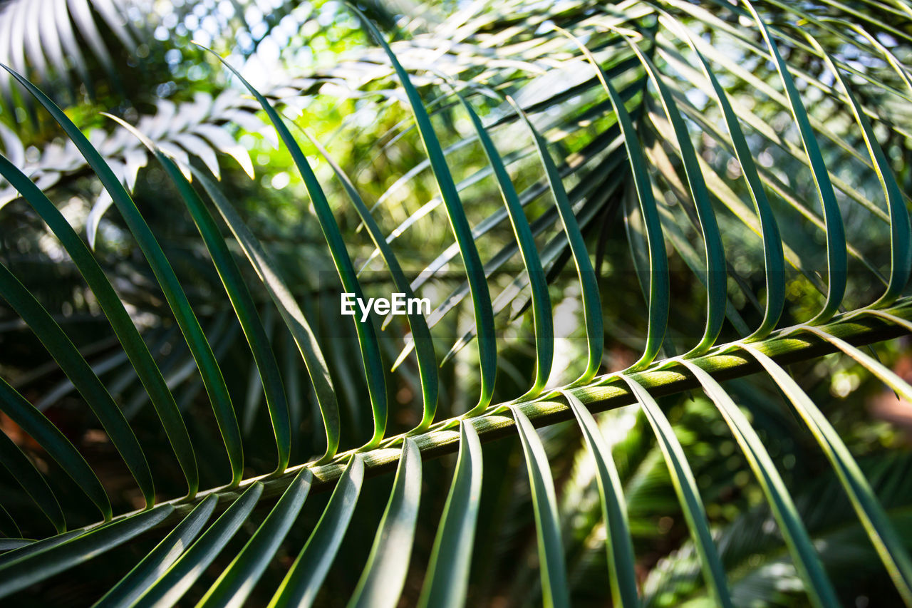 CLOSE-UP OF PALM TREES