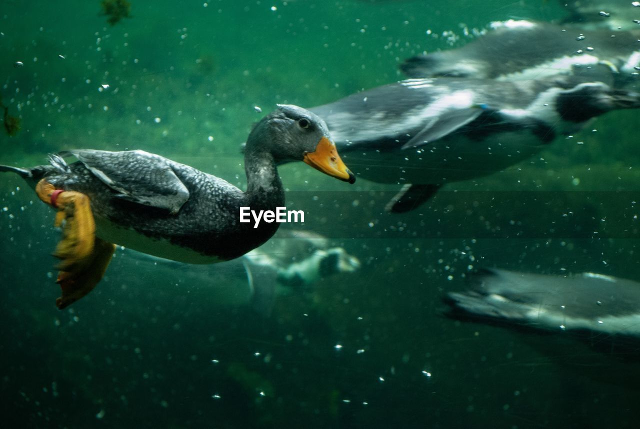 Close-up of duck swimming under water