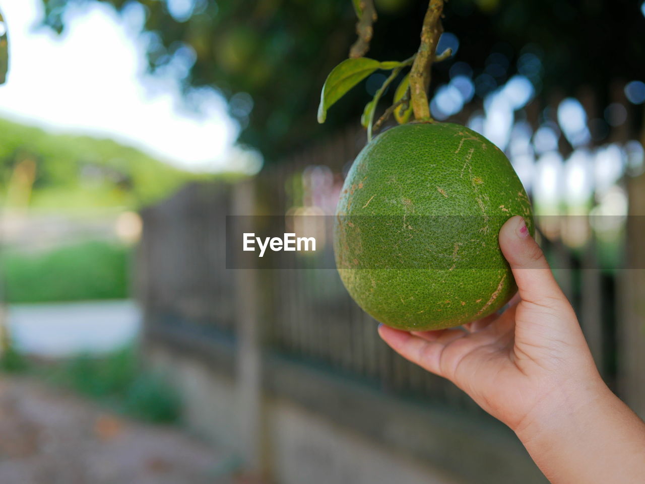 CROPPED IMAGE OF HAND HOLDING FRUIT