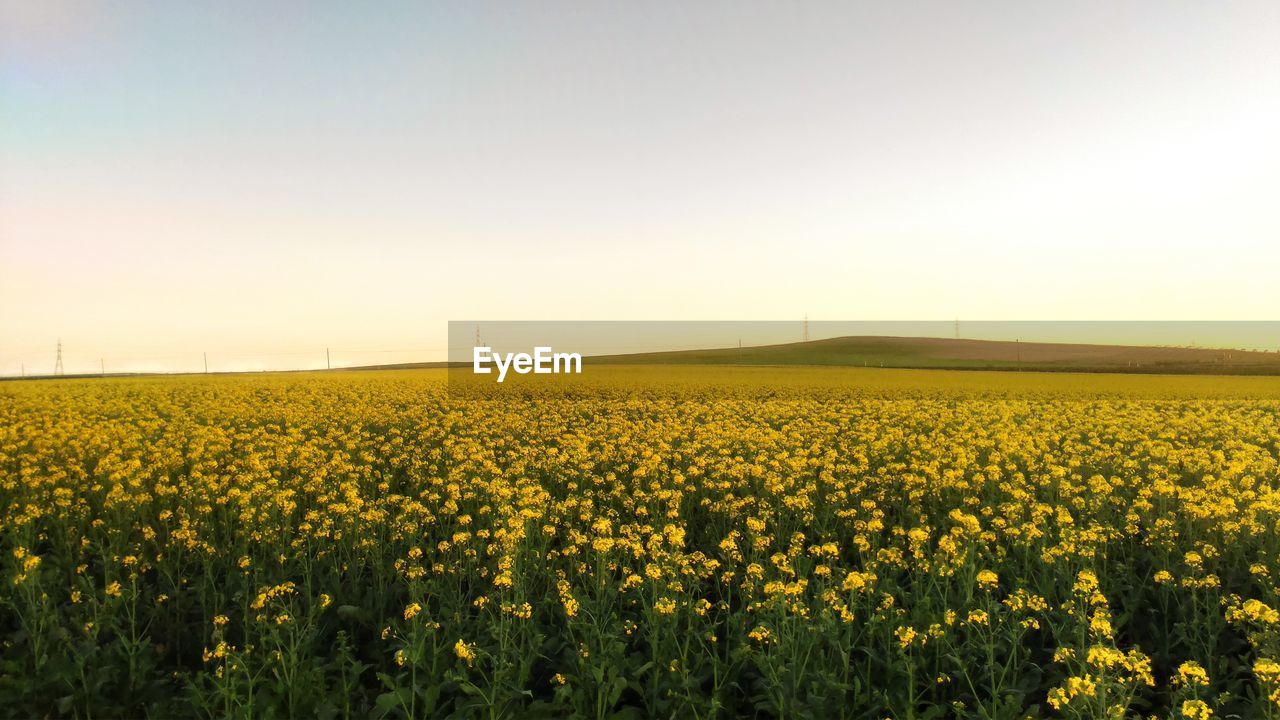 Scenic view of oilseed rape field against sky